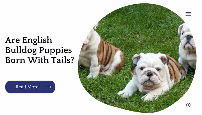 Are English Bulldog Puppies Born With Tails?