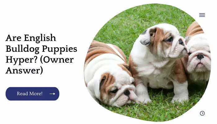 Are English Bulldog Puppies Hyper? (Owner Answer)