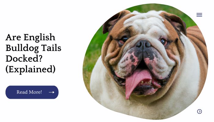 Are English Bulldog Tails Docked? (Explained)