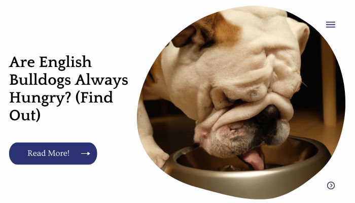 Are English Bulldogs Always Hungry? (Find Out)