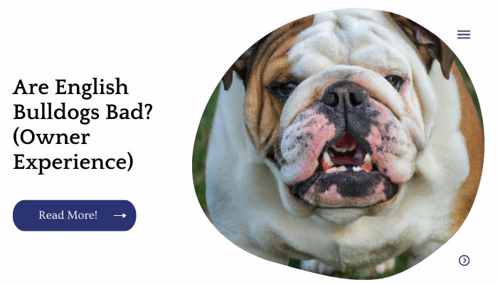 Are English Bulldogs Bad? (Owner Experience)