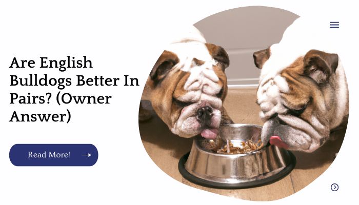 Are English Bulldogs Better In Pairs? (Owner Answer)