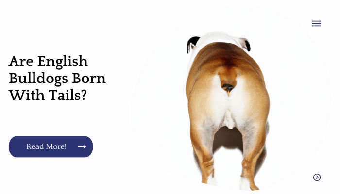 Are English Bulldogs Born With Tails?