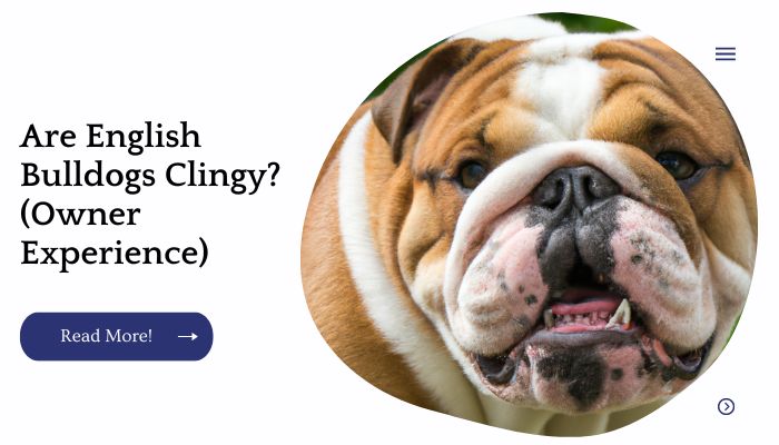 Are English Bulldogs Clingy? (Owner Experience)