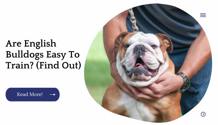 Are English Bulldogs Easy To Train? (Find Out)