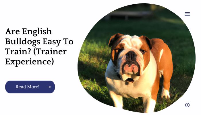 Are English Bulldogs Easy To Train? (Trainer Experience)