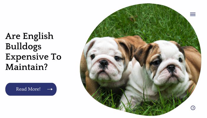 Are English Bulldogs Expensive To Maintain?