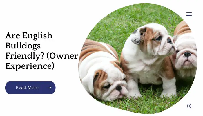 Are English Bulldogs Friendly? (Owner Experience)