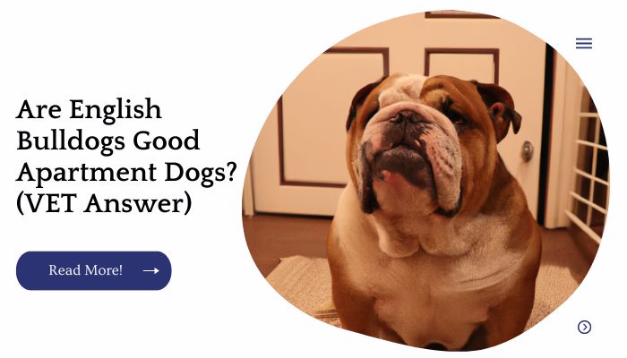 Are English Bulldogs Good Apartment Dogs? (VET Answer)
