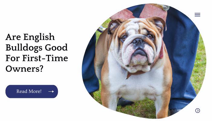 Are English Bulldogs Good For First Time Owners?