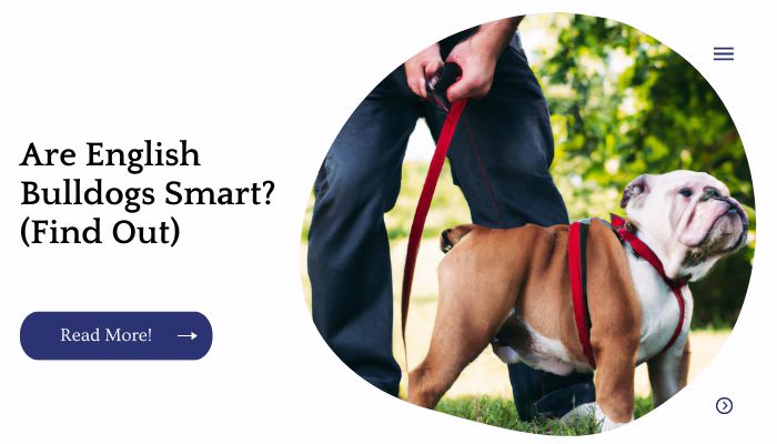 Are English Bulldogs Smart? (Find Out)