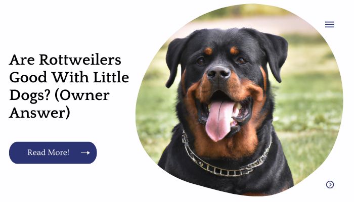 Are Rottweilers Good With Little Dogs? (Owner Answer)