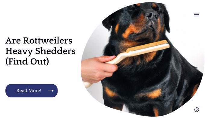 Are Rottweilers Heavy Shedders (Find Out)