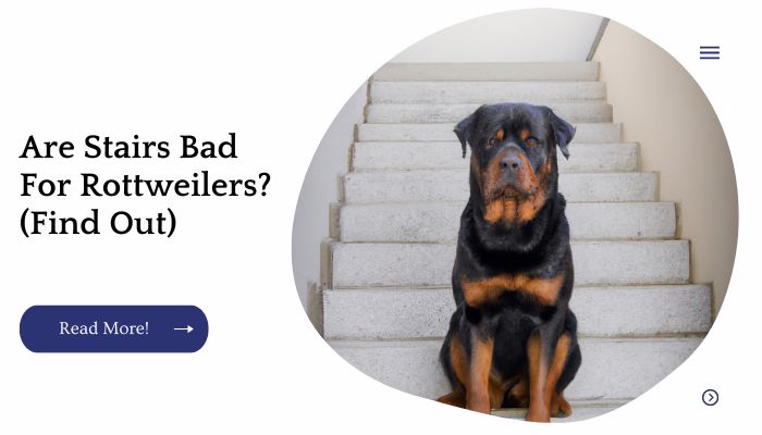 Are Stairs Bad For Rottweilers? (Find Out)