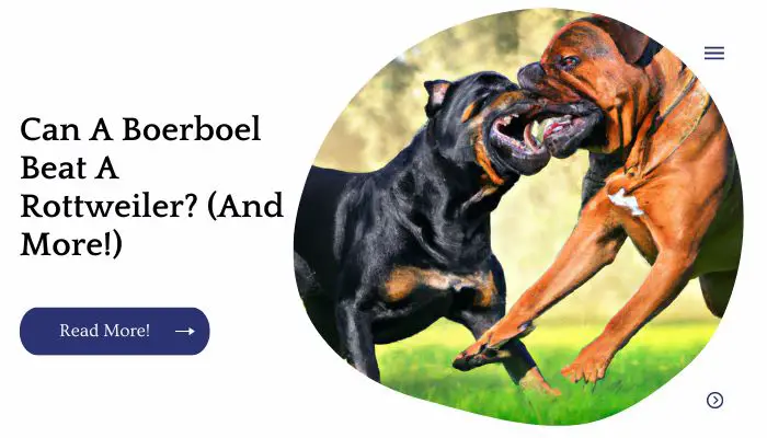 Can A Boerboel Beat A Rottweiler? (And More!)