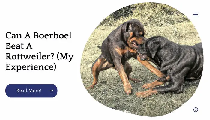 Can A Boerboel Beat A Rottweiler? (My Experience)