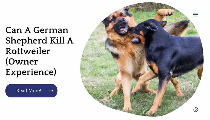 Can A German Shepherd Kill A Rottweiler (Owner Experience)