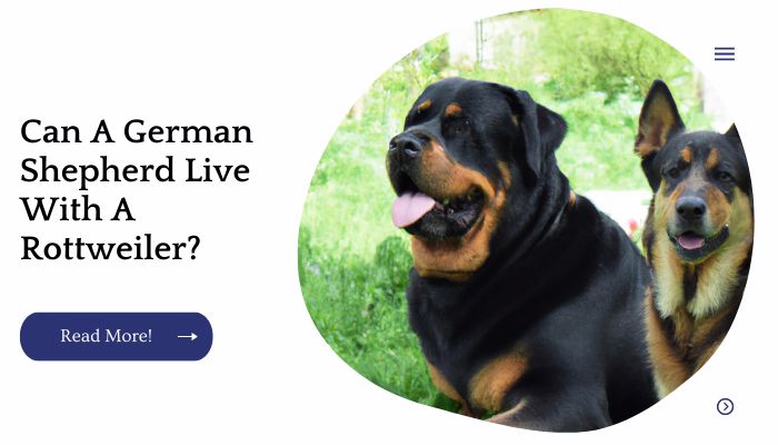 Can A German Shepherd Live With A Rottweiler?