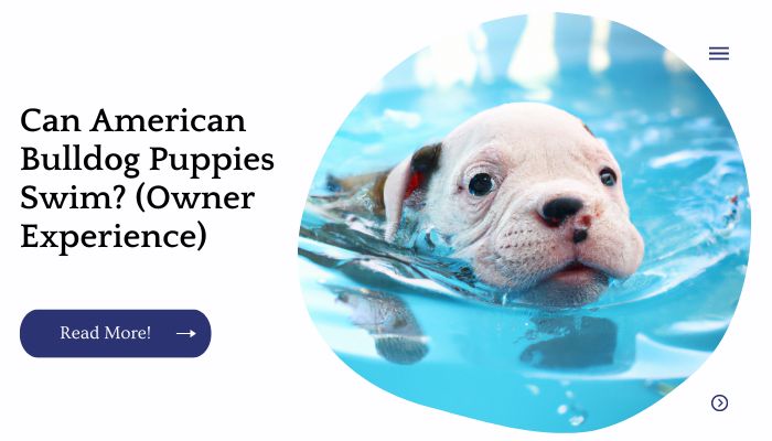 Can American Bulldog Puppies Swim? (Owner Experience)