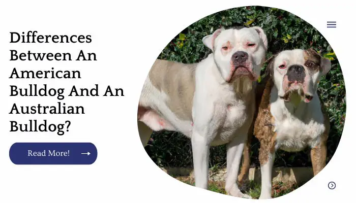 Differences Between An American Bulldog And An Australian Bulldog?