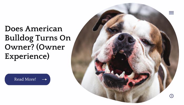 Does American Bulldog Turns On Owner? (Owner Experience)