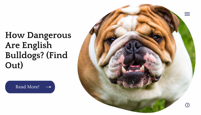 How Dangerous Are English Bulldogs? (Find Out)