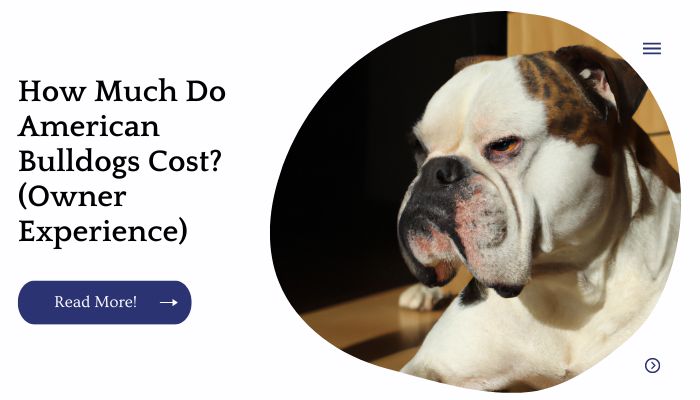 How Much Do American Bulldogs Cost? (Owner Experience)