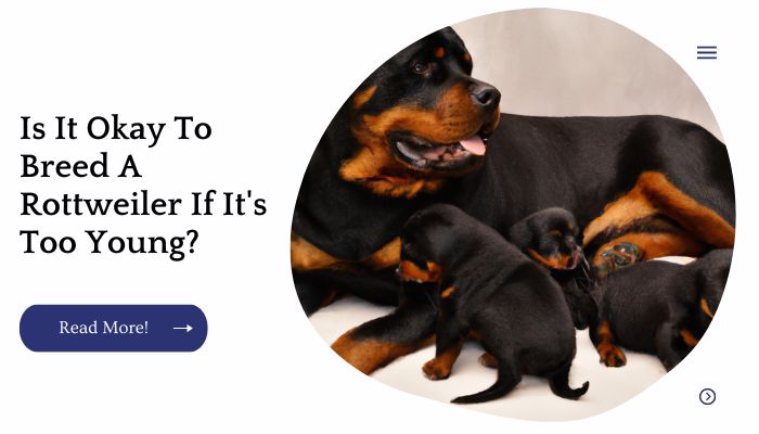 Is It Okay To Breed A Rottweiler If It's Too Young?