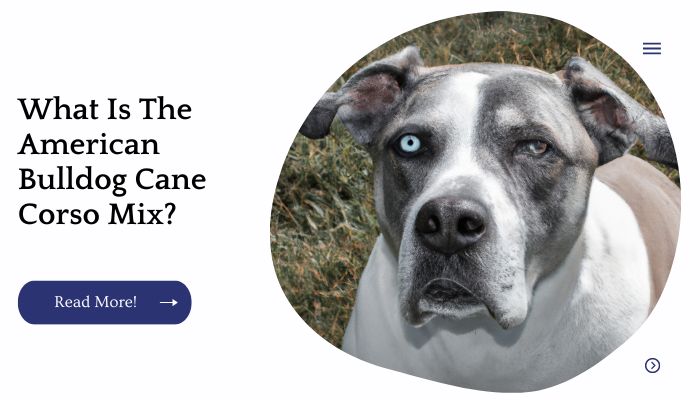 What Is The American Bulldog Cane Corso Mix?