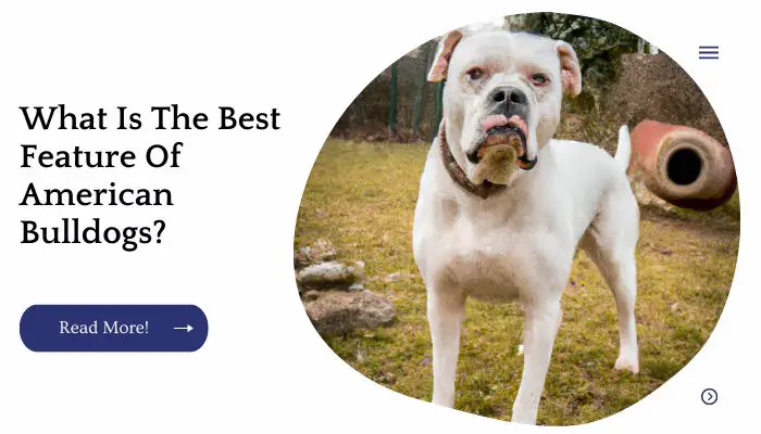 What Is The Best Feature Of American Bulldogs?