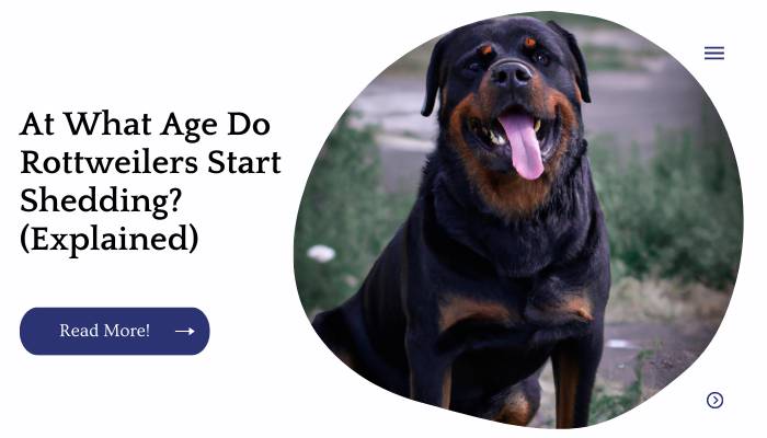 At What Age Do Rottweilers Start Shedding? (Explained)