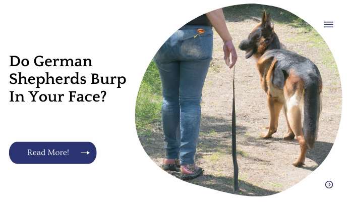 Do German Shepherds Burp In Your Face (1)