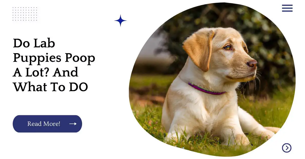 Do Lab Puppies Poop A Lot? And What To DO