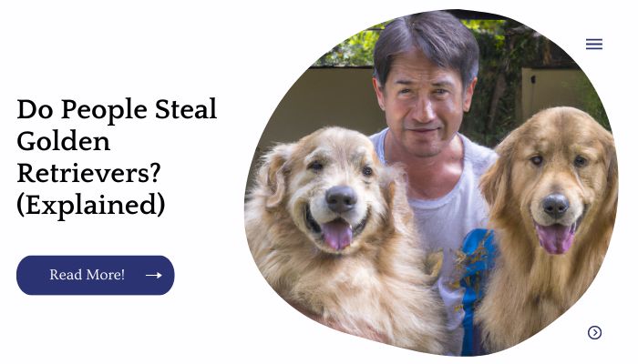 Do People Steal Golden Retrievers? (Explained)