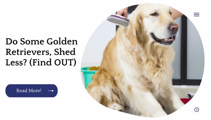 Do Some Golden Retrievers, Shed Less? (Find OUT)