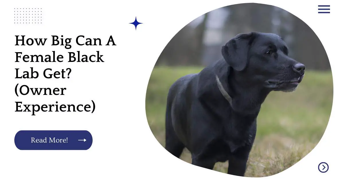 How Big Can A Female Black Lab Get? (Owner Experience)