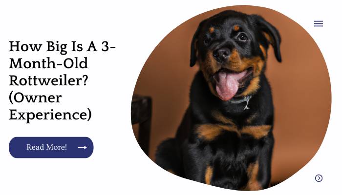 How Big Is A 3-Month-Old Rottweiler? (Owner Experience)
