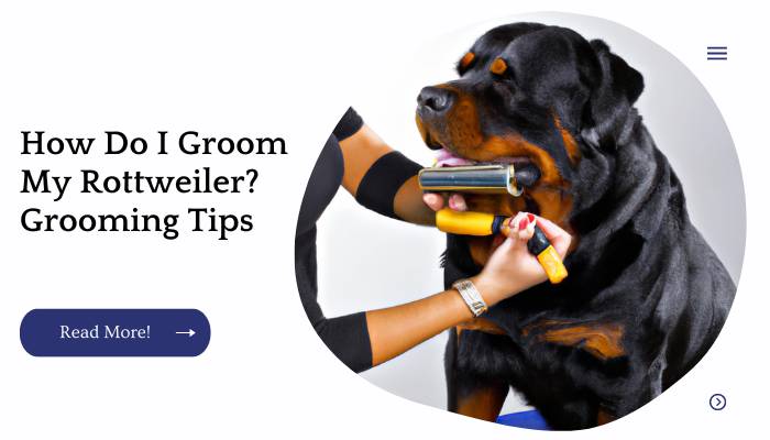 How Do I Groom My Rottweiler? Grooming Tips