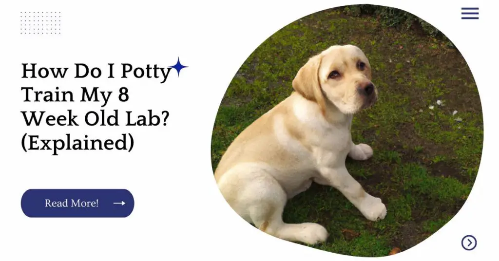 How Do I Potty Train My 8 Week Old Lab? (Explained) UnifiedDogs