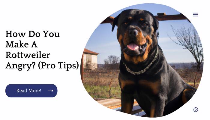 How Do You Make A Rottweiler Angry? (Pro Tips)