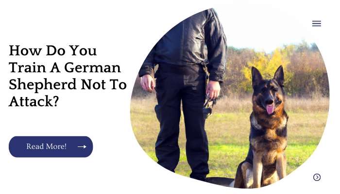 How Do You Train A German Shepherd Not To Attack?