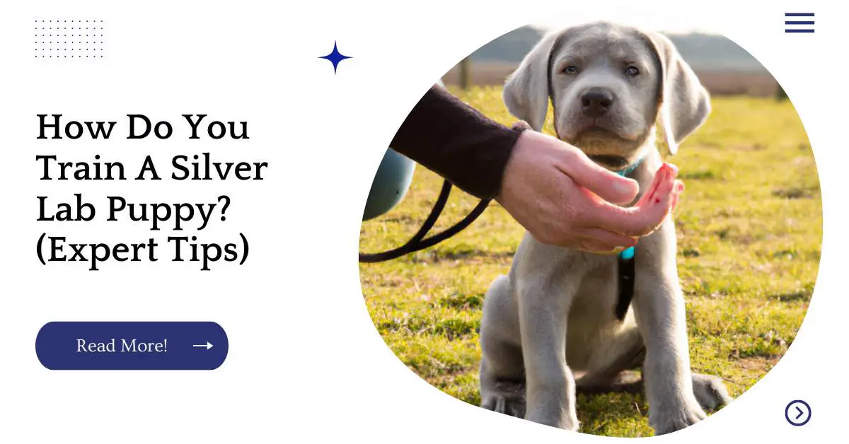 How Do You Train A Silver Lab Puppy? (Expert Tips)