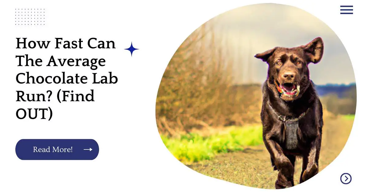 How Fast Can The Average Chocolate Lab Run? (Find OUT)