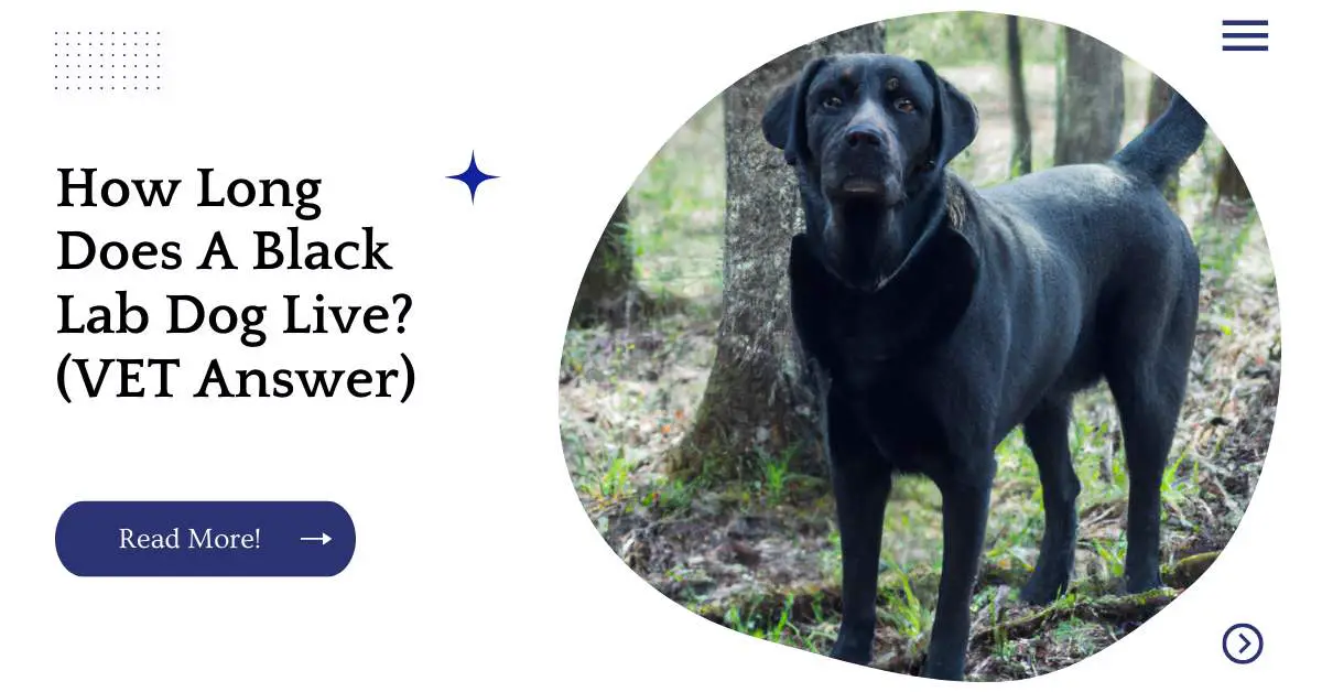 How Long Does A Black Lab Dog Live? (VET Answer)