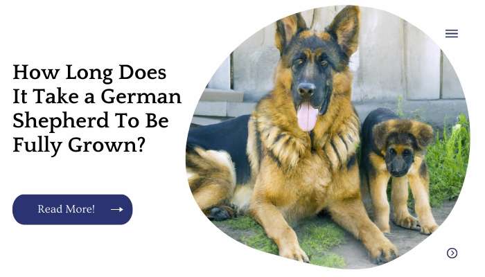 How Long Does It Take a German Shepherd To Be Fully Grown?