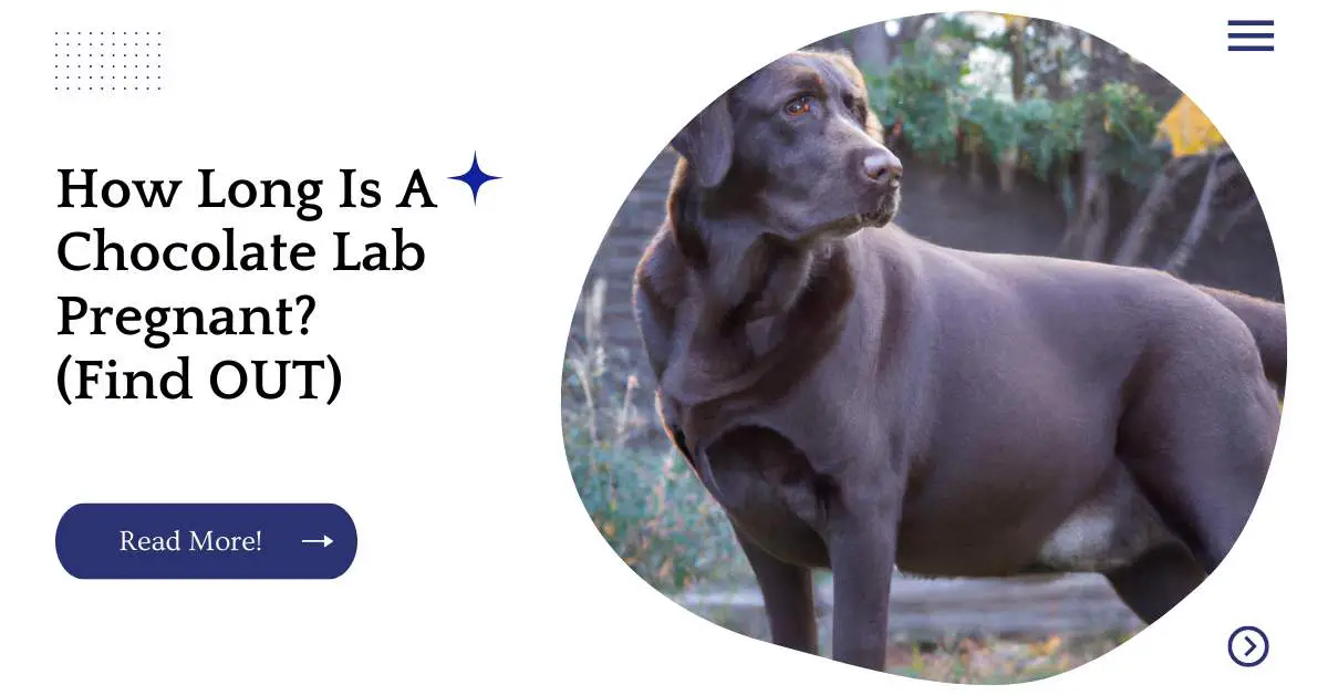 How Long Is A Chocolate Lab Pregnant? (Find OUT)