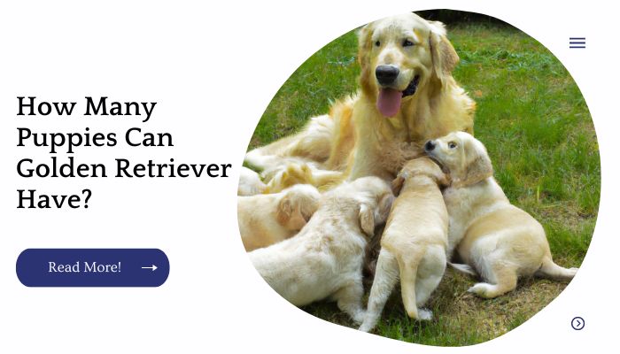 How Many Puppaies Can Golden Retriever Have?