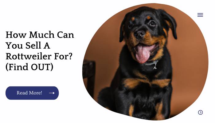 How Much Can You Sell A Rottweiler For? (Find OUT)