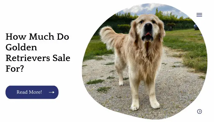 How Much Do Golden Retrievers Sale For?