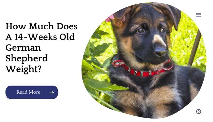 How Much Does A 14-Weeks Old German Shepherd Weight?